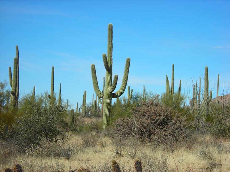 Cactus - Seguaro Park